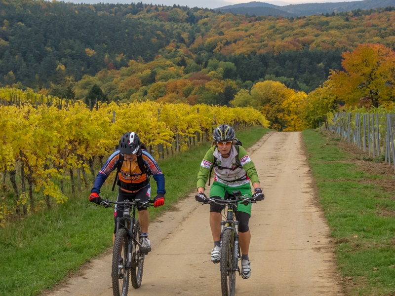Weinberge