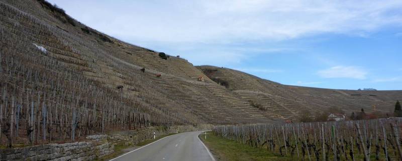 Marbacher Weinbergtour 20180304 0156